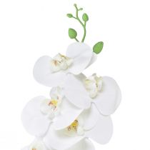 daiktų Balta dirbtinė orchidėja Phalaenopsis Real Touch H83cm