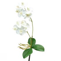 daiktų Balta orchidėja ant Pick Artificial Phalaenopsis Real Touch 39cm