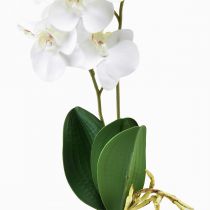 daiktų Balta orchidėja ant Pick Artificial Phalaenopsis Real Touch 39cm