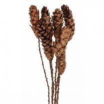 daiktų Balti kankorėžiai kankorėžiai variniai 70cm 7 vnt