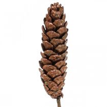 daiktų Balti kankorėžiai kankorėžiai variniai 70cm 7 vnt
