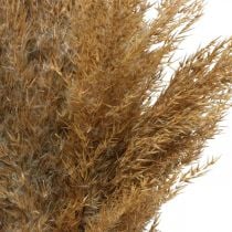 Sausos žolės viksvos natūrali sausa apdaila 75cm 10v