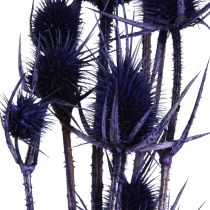 daiktų Wild Teasel Džiovintos Gėlės Teasel Thistles Purple 55cm 10 galvučių