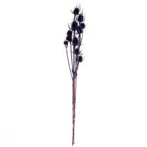 daiktų Wild Teasel Džiovintos Gėlės Teasel Thistles Purple 55cm 10 galvučių