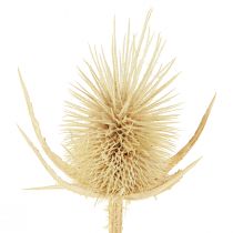 daiktų Wild cardoon balinta džiovinta natūrali dekoracija 3-6cm 1kg