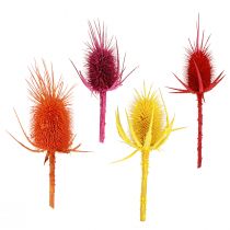 daiktų Wild Cardoon Heads Dryed Dyed Dispacus 3-6cm 1kg
