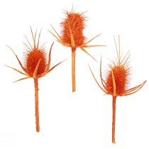 daiktų Wild Teasels Orange Teasel Thistle Džiovintas dekoras 1kg