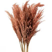 daiktų Wilde Reed Plume Reed Dry Decoration Abrikosas 75cm 10 vnt