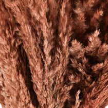 daiktų Wilde Reed Plume Reed Dry Decoration Abrikosas 75cm 10 vnt