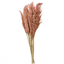 daiktų Džiovintos nendrinės dekoracijos, abrikosų spalvos, 75 cm, 10 vnt., bohemiškos pampos žolės