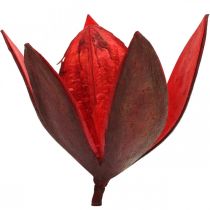 Laukinės lelijos raudonos natūralios deko džiovintos gėlės 6-8cm 50p