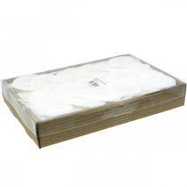 daiktų Balinti karkasiniai lapai Gluosnių lapai skeletuoti 8-10cm 300 vnt