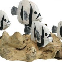 Dekoratyvinė žuvies šaknų medžio vitrina Jūrinė apdaila 38cm