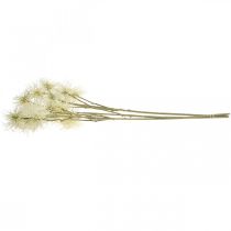 daiktų Ksanto dirbtinių gėlių kremas rudens puošmena 6 gėlės 80cm 3vnt