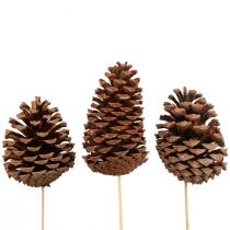 daiktų Kūgiai Maritima Maritime Pine Natural 5-10cm ant pagaliuko 50 vnt