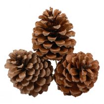 daiktų Kūgiai Maritima Maritime Pine Natural 5-10cm ant pagaliuko 50 vnt