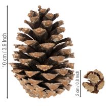 daiktų Kankorėžių mišinys natūralioms dekoracijoms, 2–10 cm, 400 g