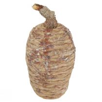 daiktų Kedro kūgiai dekoratyvinis kedras natūralus 9-10,5cm 3 vnt
