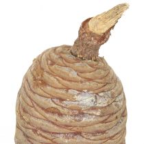 daiktų Kedro kūgiai dekoratyvinis kedras natūralus 9-10,5cm 3 vnt