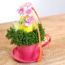daiktų Sodinimo puodelis su lėkštute kūrybiniams sodams, 11 cm, 6 vnt.