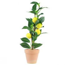daiktų Citrinmedis vazone dirbtinis augalas 42cm