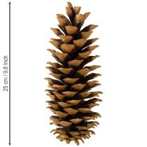 daiktų Natūralūs cukrinių pušies kankorėžiai 20-25 cm