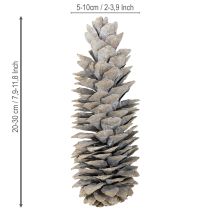 daiktų Baltai nubalinti cukriniai pušies kankorėžiai 20–30 cm