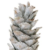 daiktų Cukriniai kankorėžiai, baltinti 20cm - 30cm