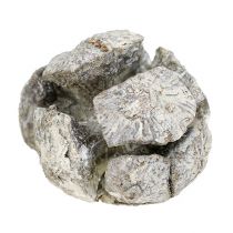 Kiparisų spurgai 3cm balti skalbti 500g