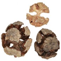 daiktų Kiparisų kankorėžiai dekoratyviniai natūralūs kipariso kankorėžiai 2-4cm 250g