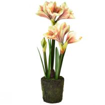 daiktų Amarilis samanų rutulyje dirbtinis su rausvai geltonais raštuotais žiedais - 45 cm - Egzotiška ir stilinga dekoracija