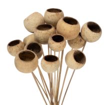 daiktų „Bell Cup“ mišinys ant kotelio, natūralios egzotinės veislės, 15 vnt.