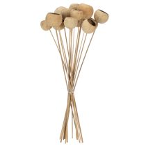 daiktų „Bell Cup“ mišinys ant kotelio, natūralios egzotinės veislės, 15 vnt.