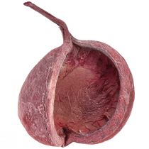 daiktų Budos riešutas raudonas baltas džiovintas natūralus dekoras Ø5,5–9,5 cm 5 vnt.