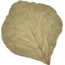 daiktų Kobros lapai džiovinti žaliai natūralūs 15cm–17cm 50 vnt