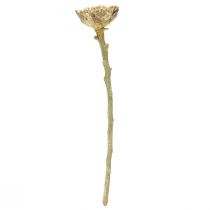 daiktų Compacta Rosette Proteen Green Matinis Ø4-5,5cm 20 vnt