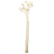 daiktų Craspedia džiovintų blauzdelių kremas 45-55cm 20 vnt
