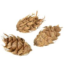 daiktų Douglas kūgiai 1,3 kg
