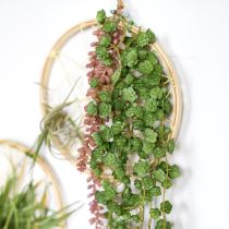daiktų Dirbtiniai kabantys augalai Echeveria, žali, plotis 12 cm, ilgis 50 cm