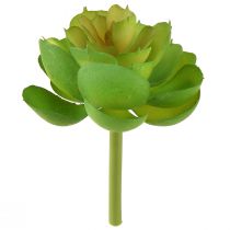daiktų Echeveria dirbtiniai sukulentai Green Ø7cm 6 vnt