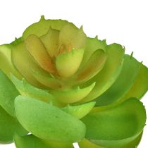 daiktų Echeveria dirbtiniai sukulentai Green Ø7cm 6 vnt