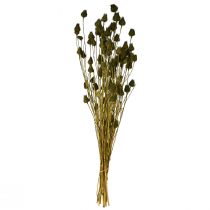 daiktų Braškių usnio džiovinta dekoracija, alyvuogių žalia, Ø1–2cm, I55cm, 100g