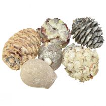 daiktų Egzotiški kūgiai Leucodendron white skalbti 3-4cm 450g