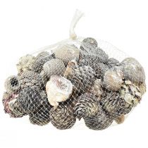 daiktų Egzotiški kūgiai Leucodendron white skalbti 3-4cm 450g