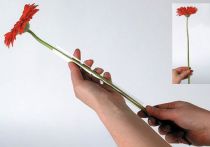 daiktų Gerbera atraminė žarna 200m