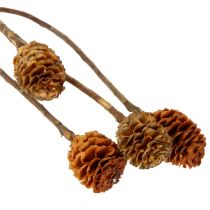 daiktų Džiovinti echinokokinės uogienės (Glabrum Leucospermum) žiedai 25-40 cm 25 vnt.