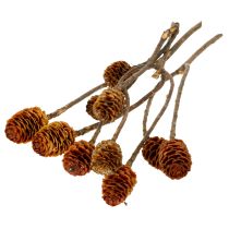 daiktų Džiovinti echinokokinės uogienės (Glabrum Leucospermum) žiedai 25-40 cm 25 vnt.
