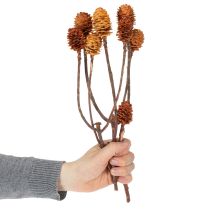 daiktų Džiovinti echinokokinės uogienės (Glabrum Leucospermum) žiedai 25-40 cm 25 vnt.