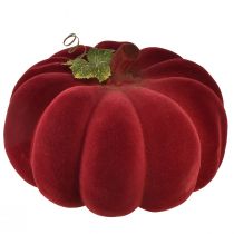 daiktų Rudens puošmena moliūgų flokuota raudona bordo - moliūgų puošmena unikaliai rudens atmosferai 32cm