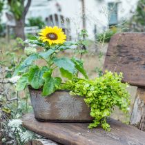 daiktų Rudeninis vazonas, augalų dubuo su lapeliais, metalo apdaila auksinė L38cm H15cm